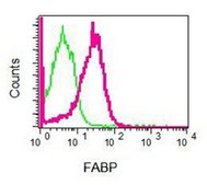 Anti-FABP1, clone EPR5895(2), Rabbit Monoclonal Antibody clone EPR5895(2), from rabbit