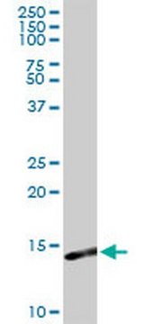 Anti-S100A9 Rabbit pAb liquid, Calbiochem&#174;