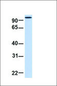 Anti-HSPH1 antibody produced in rabbit affinity isolated antibody