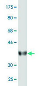 Monoclonal Anti-HINT2, (C-terminal) antibody produced in mouse clone 1C2, purified immunoglobulin, buffered aqueous solution