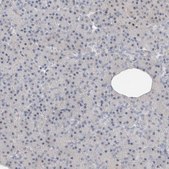 Anti-DNAJB6 antibody produced in rabbit Prestige Antibodies® Powered by Atlas Antibodies, affinity isolated antibody, buffered aqueous glycerol solution