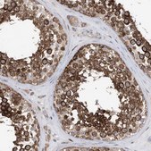 Anti-EHBP1 antibody produced in rabbit Prestige Antibodies® Powered by Atlas Antibodies, affinity isolated antibody, buffered aqueous glycerol solution