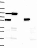 Anti-Map3K3 Antibody Produced In Rabbit Prestige Antibodies® Powered by Atlas Antibodies, affinity isolated antibody, buffered aqueous glycerol solution