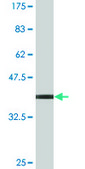 Monoclonal Anti-APPBP2, (C-terminal) antibody produced in mouse clone 4C2, purified immunoglobulin, buffered aqueous solution