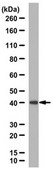 Anti-Laminin Receptor Antibody from rabbit, purified by affinity chromatography