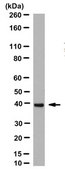 Anti-Anoctamin-5 Antibody, clone 5F7 clone 5F7, from mouse