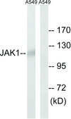 Anti-JAK1 antibody produced in rabbit affinity isolated antibody