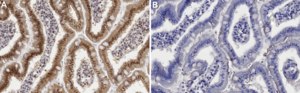 Anti-GTF2B Antibody, clone 1J4 ZooMAb® Rabbit Monoclonal recombinant, expressed in HEK 293 cells
