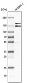 Anti-ITSN1 antibody produced in rabbit Prestige Antibodies® Powered by Atlas Antibodies, affinity isolated antibody, buffered aqueous glycerol solution