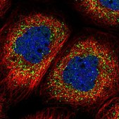Anti-NIF3L1 antibody produced in rabbit Prestige Antibodies® Powered by Atlas Antibodies, affinity isolated antibody, buffered aqueous glycerol solution