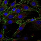 Anti-Integrin β1 Antibody, clone MB1.2 Antibody, Alexa Fluor™ 647 Conjugate clone MB1.2, from rat, ALEXA FLUOR™ 647