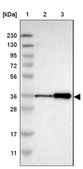 Anti-ZNF346 antibody produced in rabbit Prestige Antibodies® Powered by Atlas Antibodies, affinity isolated antibody, buffered aqueous glycerol solution