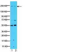 Anti-CD45RA Antibody, Clone MEM 56 clone MEM 56, from mouse