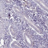 Anti-GRID2 antibody produced in rabbit Prestige Antibodies® Powered by Atlas Antibodies, affinity isolated antibody, buffered aqueous glycerol solution