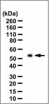 Anti-GRASP55 Antibody serum, from rabbit