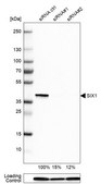 Anti-SIX1 antibody produced in rabbit Prestige Antibodies® Powered by Atlas Antibodies, affinity isolated antibody, buffered aqueous glycerol solution