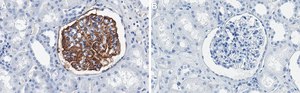 Anti-Tissue Factor Antibody, clone 2L10 ZooMAb® Rabbit Monoclonal recombinant, expressed in HEK 293 cells