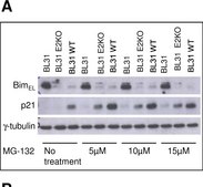 Anti-γ-Tubulin antibody, Mouse monoclonal clone GTU-88, ascites fluid