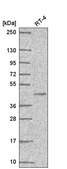Anti-PPARG antibody produced in rabbit Prestige Antibodies® Powered by Atlas Antibodies, affinity isolated antibody