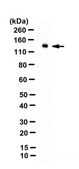 Anti-CD31/PECAM-1 Antibody from rabbit, purified by affinity chromatography