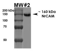 Monoclonal Anti-Qki - Atto 390 antibody produced in mouse clone S147-6, purified immunoglobulin