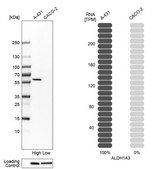 Anti-ALDH1A3 antibody produced in rabbit Prestige Antibodies® Powered by Atlas Antibodies, affinity isolated antibody, buffered aqueous glycerol solution