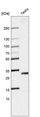 Anti-SLC25A5 antibody produced in rabbit Prestige Antibodies® Powered by Atlas Antibodies, affinity isolated antibody