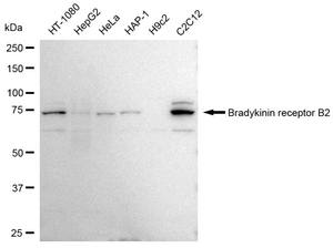 Anti Bradykinin receptor B2 Antibody, clone 23GB3710, Rabbit Monoclonal clone 23GB3710, recombinant rabbit monoclonal, expressed in HEK293 cells