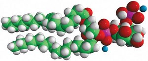 18:1 PI(5)P 1,2-dioleoyl-sn-glycero-3-phospho-(1′-myo-inositol-5′-phosphate) (ammonium salt), powder