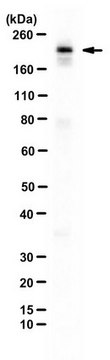 Anti-VprBP Antibody from rabbit, purified by affinity chromatography