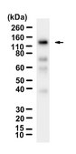Anti-B-Raf Antibody, clone 2D3 ZooMAb® Rabbit Monoclonal recombinant, expressed in HEK 293 cells