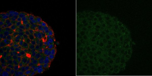 Anti-PI3 Kinase p85 Antibody, N-SH2 domain Antibody, Alexa Fluor&#8482; 488 Conjugate from rabbit, ALEXA FLUOR&#8482; 488