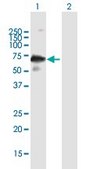 Anti-IKZF3 antibody produced in mouse purified immunoglobulin, buffered aqueous solution
