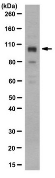 Anti-SOX-6, clone 3F4.1 Antibody clone 3F4.1, from mouse