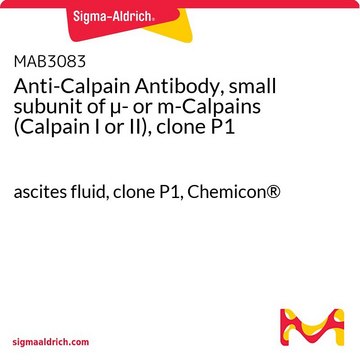 Anti-Calpain Antibody, small subunit of &#181;- or m-Calpains (Calpain I or II), clone P1 ascites fluid, clone P1, Chemicon&#174;