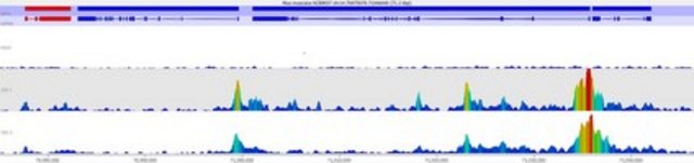 Anti-TET3 from rabbit, purified by affinity chromatography