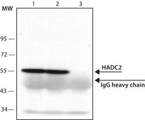 抗ヒストンデアセチラーゼ2 (HDAC2) ウサギ宿主抗体 IgG fraction of antiserum, buffered aqueous solution