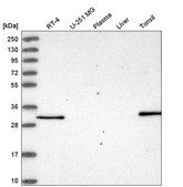 Anti-NSMCE4A antibody produced in rabbit Prestige Antibodies® Powered by Atlas Antibodies, affinity isolated antibody