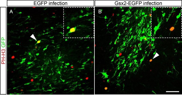 Anticuerpo anti-fosfo-histona H3 (Ser10), marcador de mitosis Upstate&#174;, from rabbit
