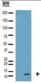 Anti-monomethyl Histone H4 (Lys20) Antibody, Trial Size Upstate®, from rabbit