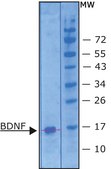 BDNF human Carrier free, recombinant, expressed in E. coli, ≥95% (SDS-PAGE), suitable for cell culture