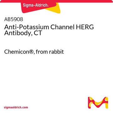Anti-Potassium Channel HERG Antibody, CT Chemicon&#174;, from rabbit