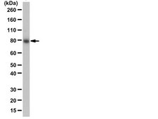 Anti-Unc84B/SUN2 Antibody 0.5 mg/mL, from rabbit
