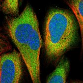 Anti-DHX36 antibody produced in rabbit Prestige Antibodies® Powered by Atlas Antibodies, affinity isolated antibody, buffered aqueous glycerol solution