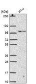Anti-LONRF3 antibody produced in rabbit Prestige Antibodies® Powered by Atlas Antibodies, affinity isolated antibody