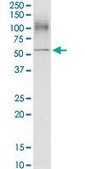 Anti-SLC3A2 antibody produced in rabbit IgG fraction of antiserum, buffered aqueous solution