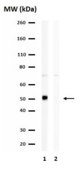 Anticorps anti-LHX2 serum, from rabbit