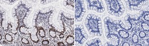 Anti-Nucleolin Antibody, clone 5D13 ZooMAb® Rabbit Monoclonal recombinant, expressed in HEK 293 cells