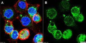 Anti-COX-1 Antibody, clone 1H8-L2 ZooMAb® Rabbit Monoclonal recombinant, expressed in HEK 293 cells