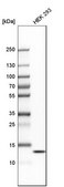 Anti-HIGD2A antibody produced in rabbit Prestige Antibodies® Powered by Atlas Antibodies, affinity isolated antibody, buffered aqueous glycerol solution